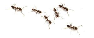 The largest ant colony ever found was over 6000 Km or 3750.